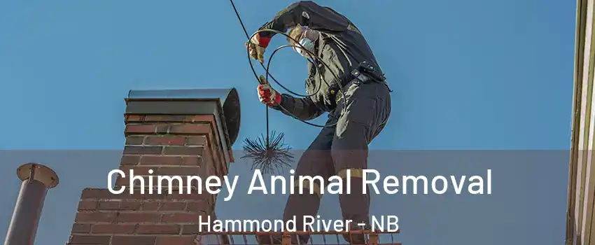  Chimney Animal Removal Hammond River - NB