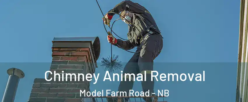  Chimney Animal Removal Model Farm Road - NB