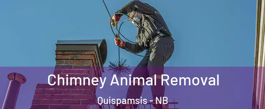 Chimney Animal Removal Quispamsis - NB