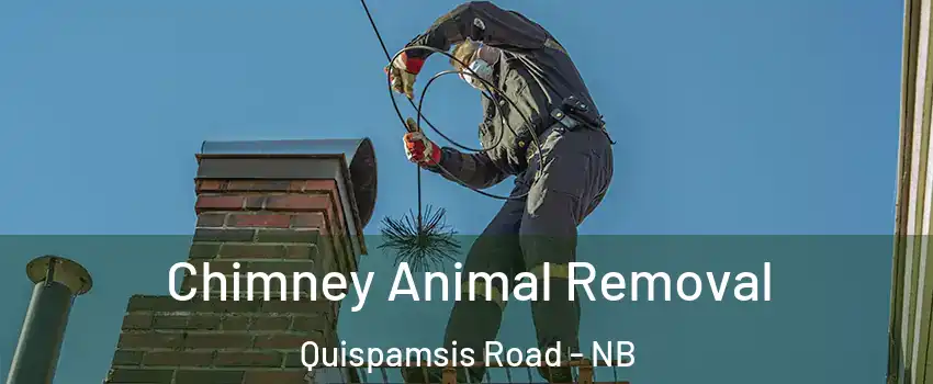  Chimney Animal Removal Quispamsis Road - NB