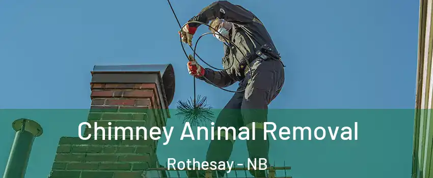  Chimney Animal Removal Rothesay - NB