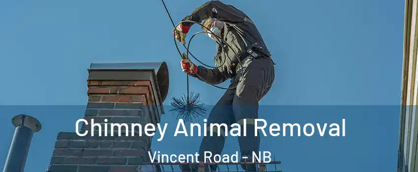  Chimney Animal Removal Vincent Road - NB